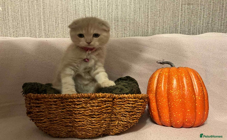Scottish Fold cats - Advert 12