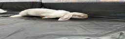 Mini Lop rabbits for sale: Gorgeous Lop eared Rabbits ready 27/06/2026 - Advert 22