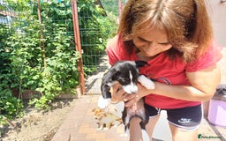 Mixed Breed dogs for adoption: Meet LUNA, a Lovely Puppy Girl - for a Loving Home - Image 14