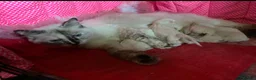 Ragdoll cats for sale: Gccf babies  - Advert 8
