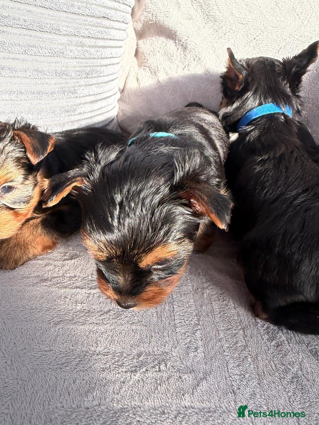 Yorkshire Terrier dogs for sale: Yorkshire Terrier puppies looking for new homes  - Advert 7