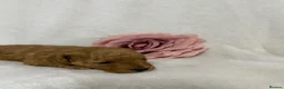 Toy Poodle dogs for sale: Stunning toy poodle puppies  - Advert 11