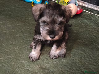 Miniature Schnauzer dogs Charming Mini Schnauzers with KC registration - Advert 6