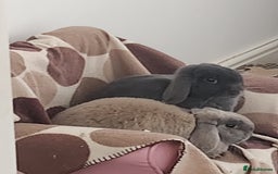 Mini Lop rabbits for sale: 2 beautiful indoor mini lops  - Image 2