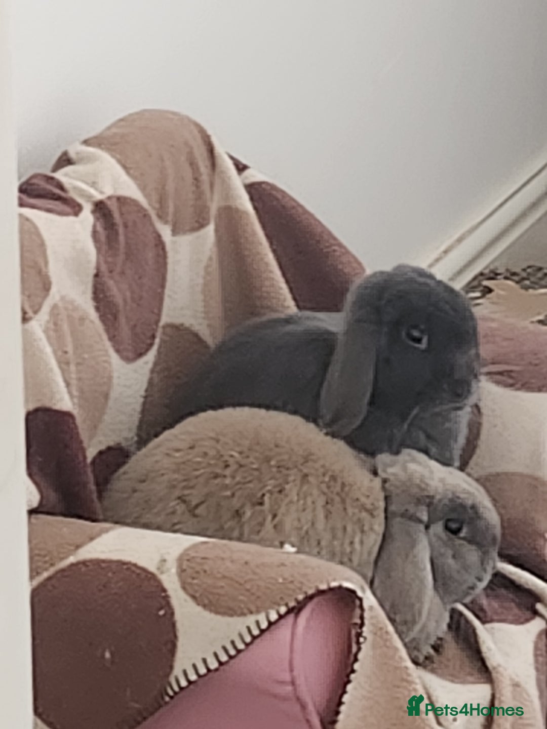 Mini Lop rabbits for sale: 2 beautiful indoor mini lops  - Image 2