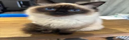 Ragdoll cats for sale: Ragdoll  in Craigavon - Advert 6