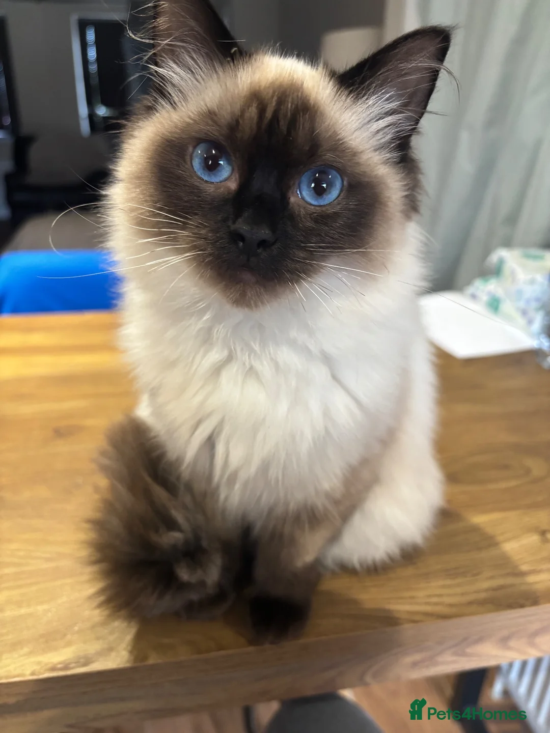 Ragdoll cats for sale: Ragdoll  in Craigavon - Advert 6