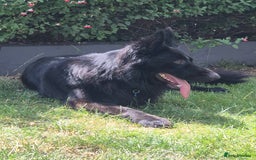 German Shepherd dogs for sale: Gorgeous KC registered German Shepard  - Image 4