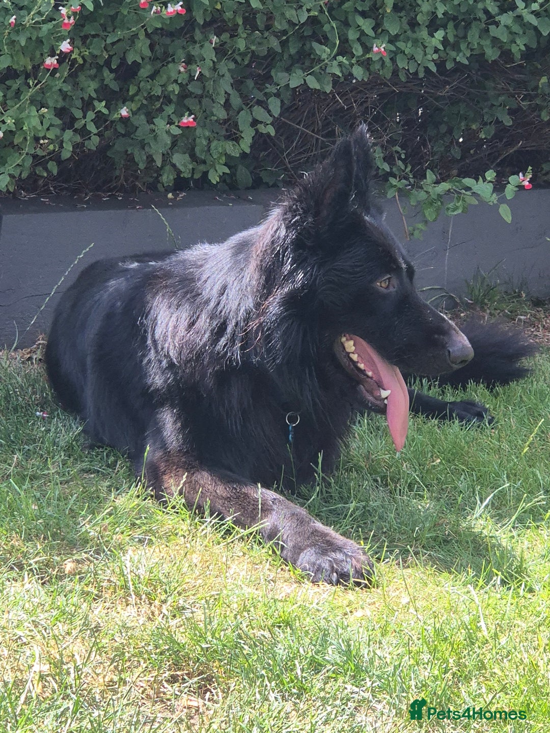 German Shepherd dogs for sale: Gorgeous KC registered German Shepard  - Image 4