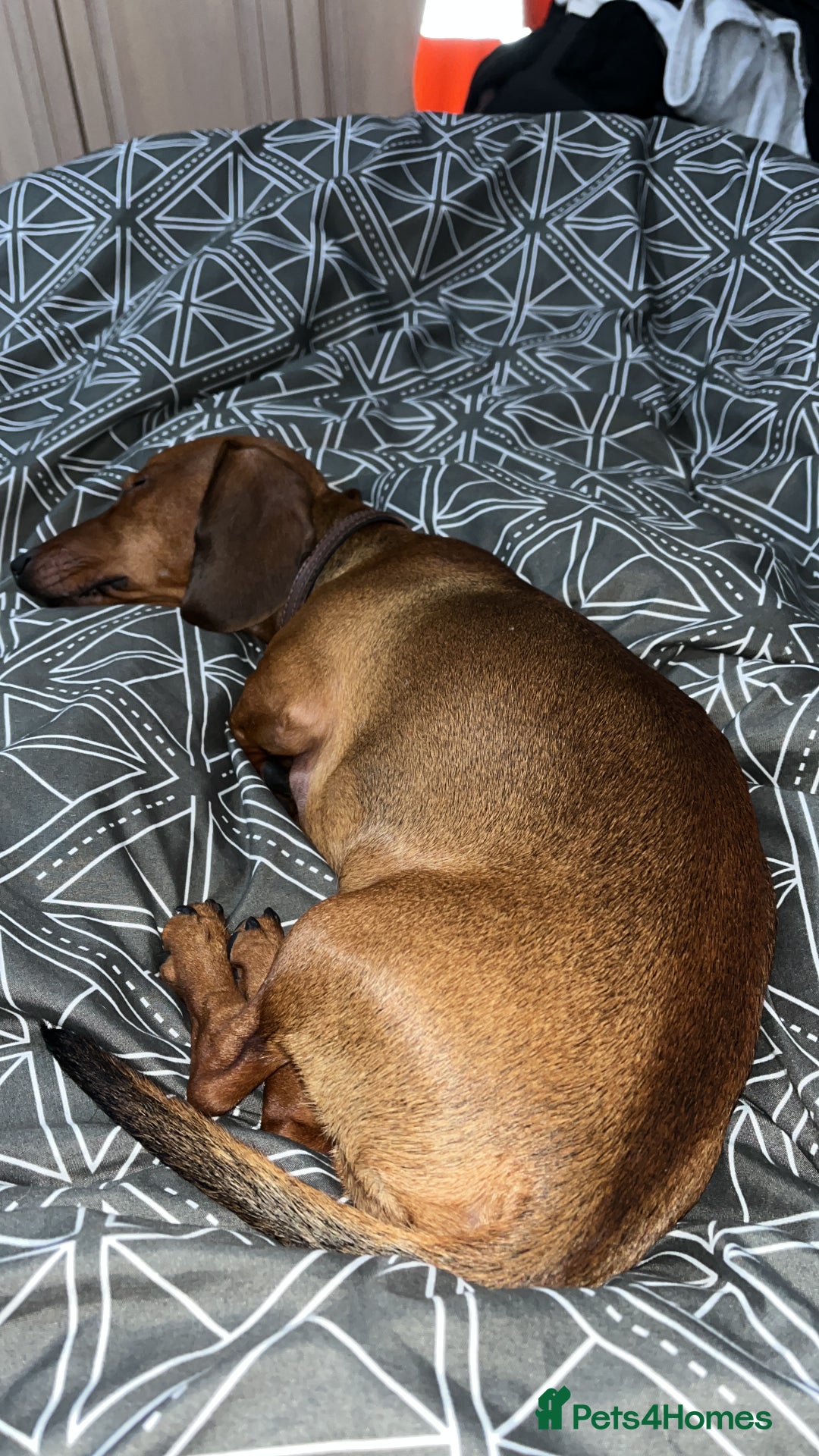 Dachshund dogs for sale: 1 year old Dachshund  - Advert 3