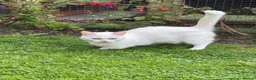 Munchkin cats for sale: 😻❤️ Marshmallow “Baby” ❤️🥰 - Advert 26