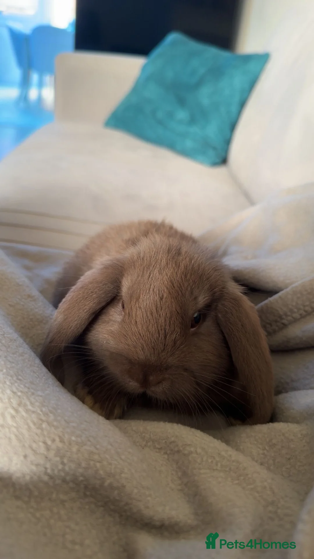 Mini Lion Lop rabbits for sale: 2 males mini loop bunny - Advert 2