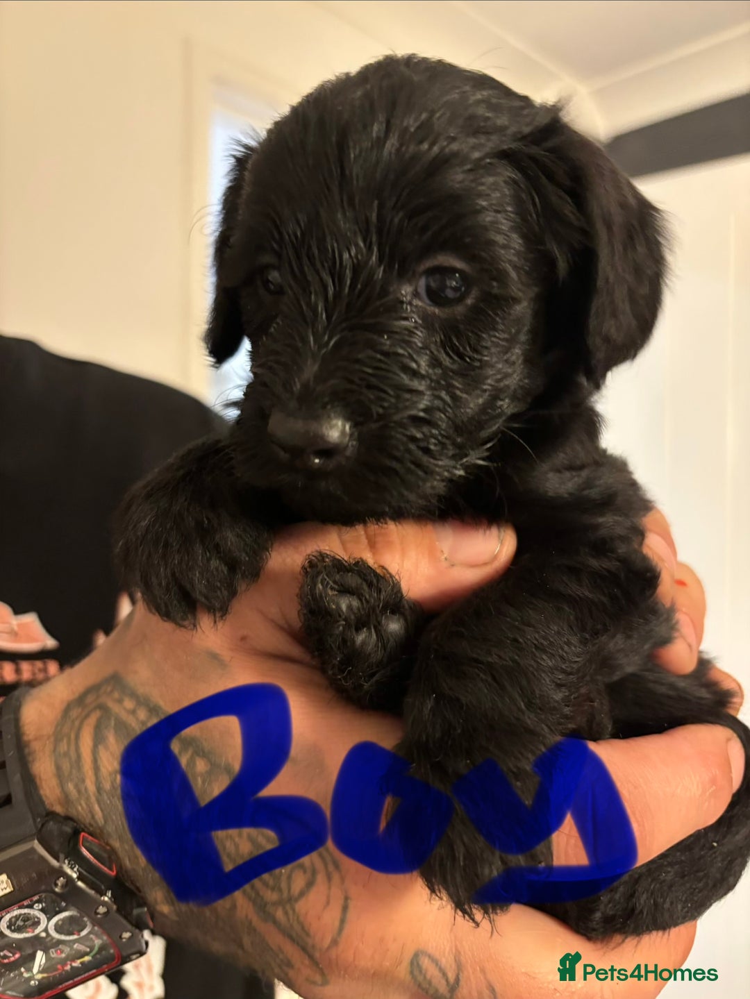 Cockapoo dogs for sale: 7 beautiful pups for sale  - Image 5