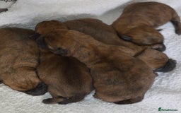 Cairn Terrier dogs for sale: GORGEOUS CAIRN TERRIER PUPPYS - Image 10