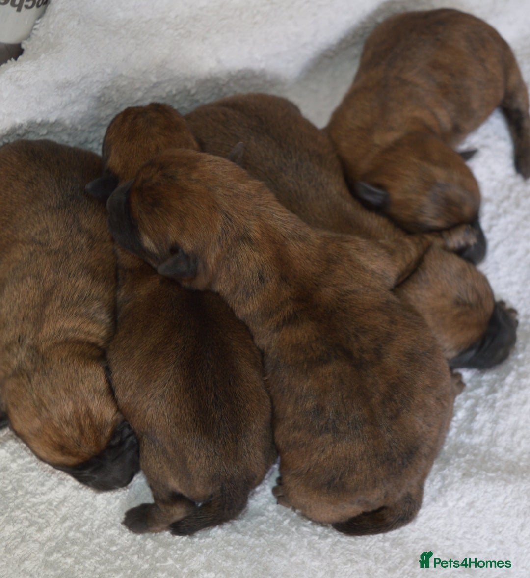 Cairn Terrier dogs for sale: GORGEOUS CAIRN TERRIER PUPPYS - Image 10