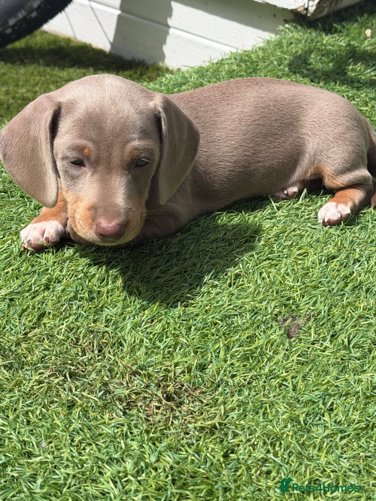 Miniature Dachshund dogs LAST GIRL AVAILABLE!! - Advert 6