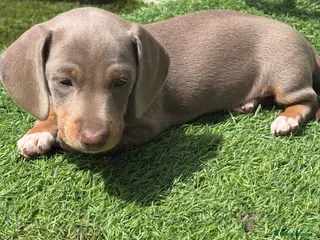 Miniature Dachshund dogs LAST GIRL AVAILABLE!! - Advert 11