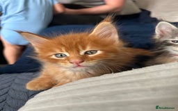 Maine Coon cats for sale: Pedigree MaineCoon Kittens - Image 31