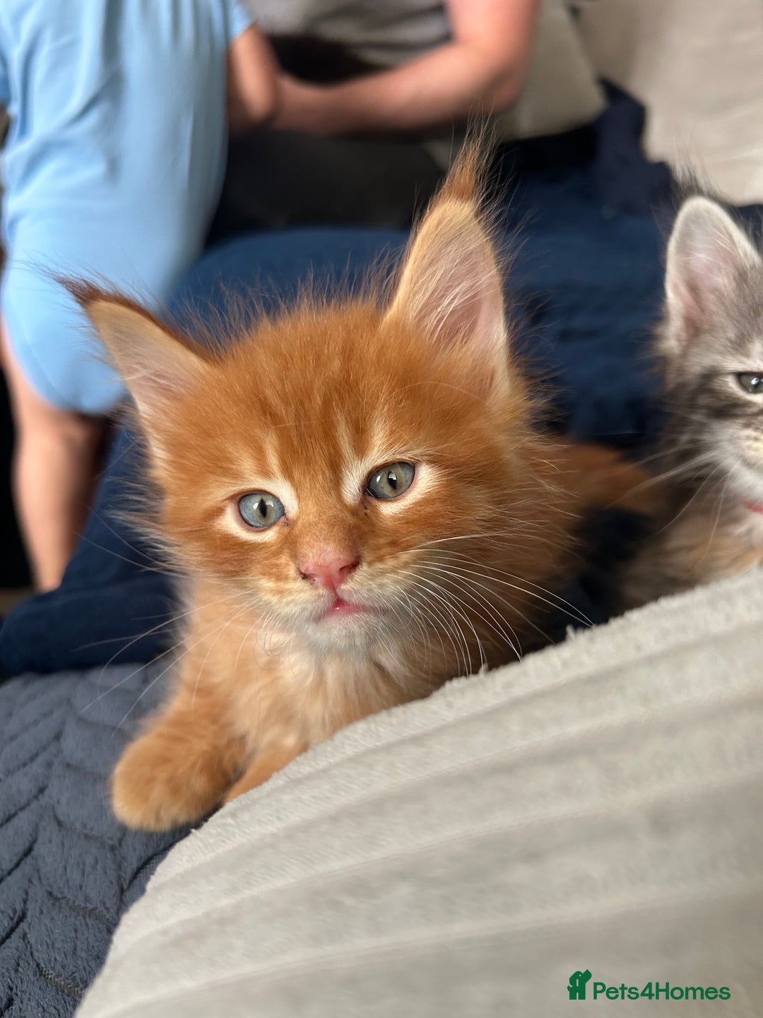Maine Coon cats for sale: Pedigree MaineCoon Kittens - Image 31