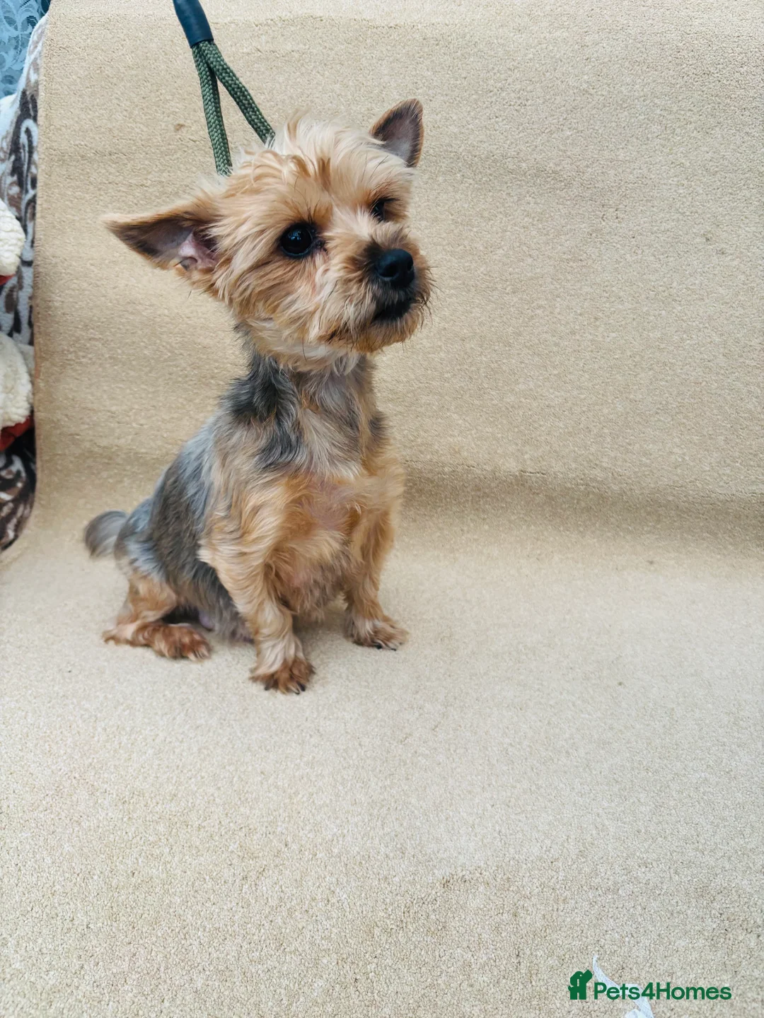 Yorkshire Terrier dogs for sale: Missy the gorgeous Yorkshire terrier  - Advert 1