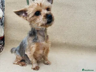 Yorkshire Terrier dogs Missy the gorgeous Yorkshire terrier - Advert 1