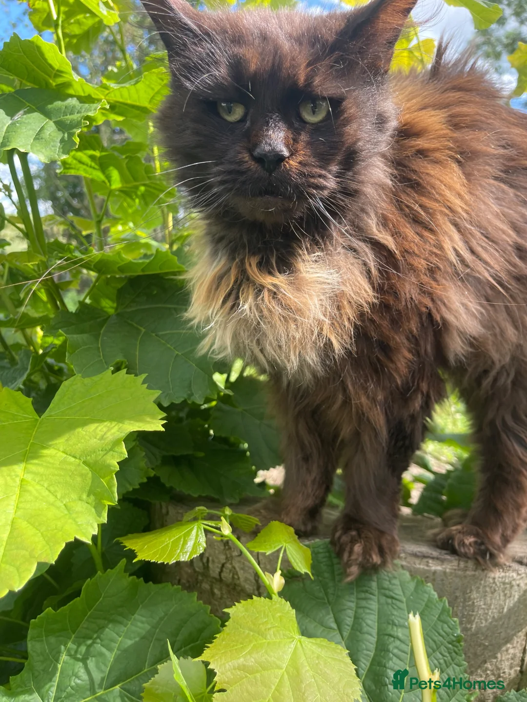 Maine Coon cats for sale: STUNNING MAINE COON - Advert 2