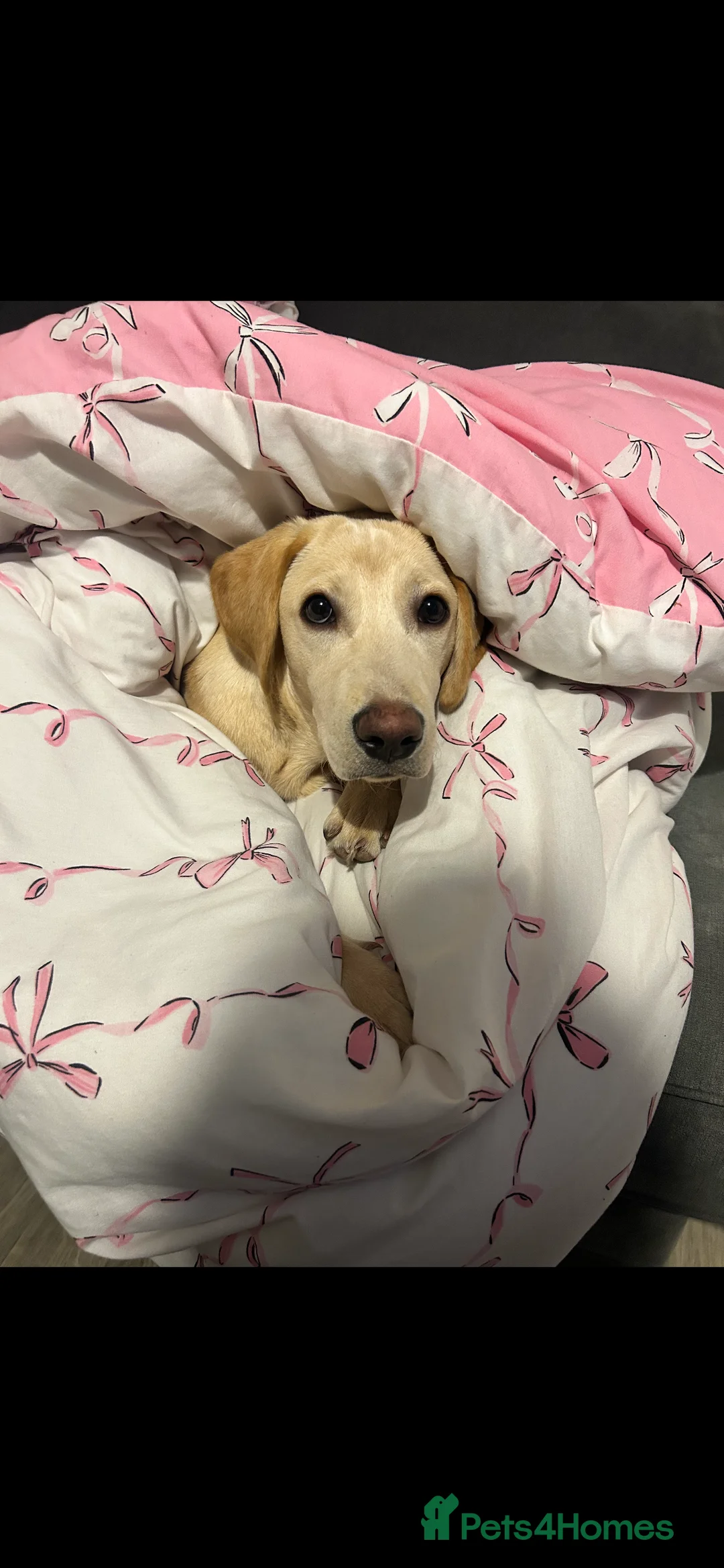 Labrador Retriever dogs for sale: Buddy - Advert 2