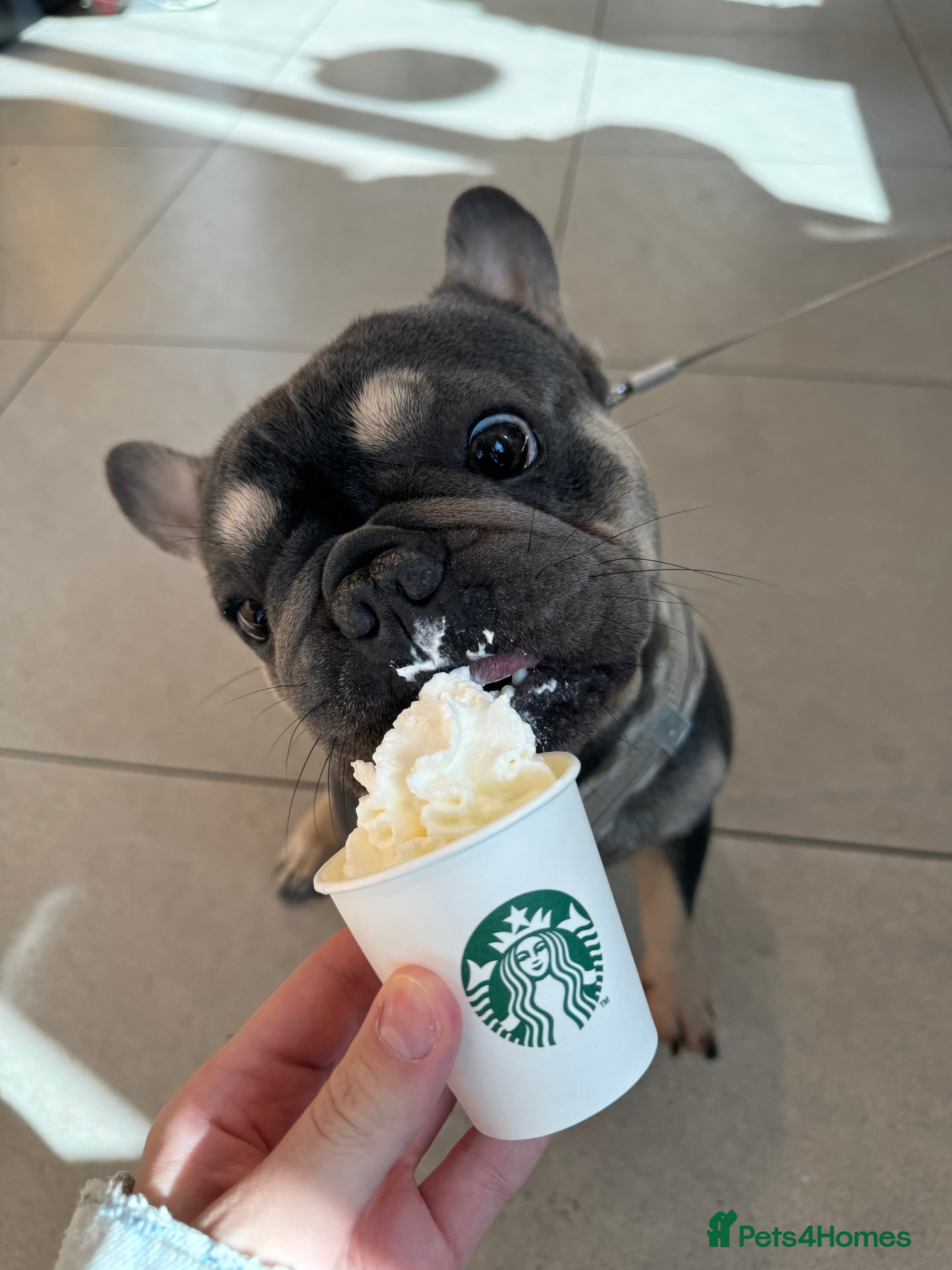 French Bulldog dogs Looking for a Loving Home for Stitch  - Advert 20