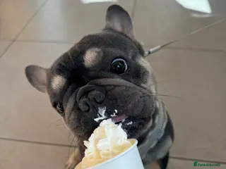 French Bulldog dogs Looking for a Loving Home for Stitch - Advert 20