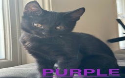 British Shorthair cats for sale: MALE BALCK KITTENS   - Image 5