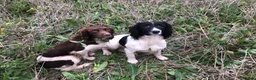 English Springer Spaniel dogs for stud: ACE SPIRIT ONE OF ELISHADE  in Tonbridge - Advert 10