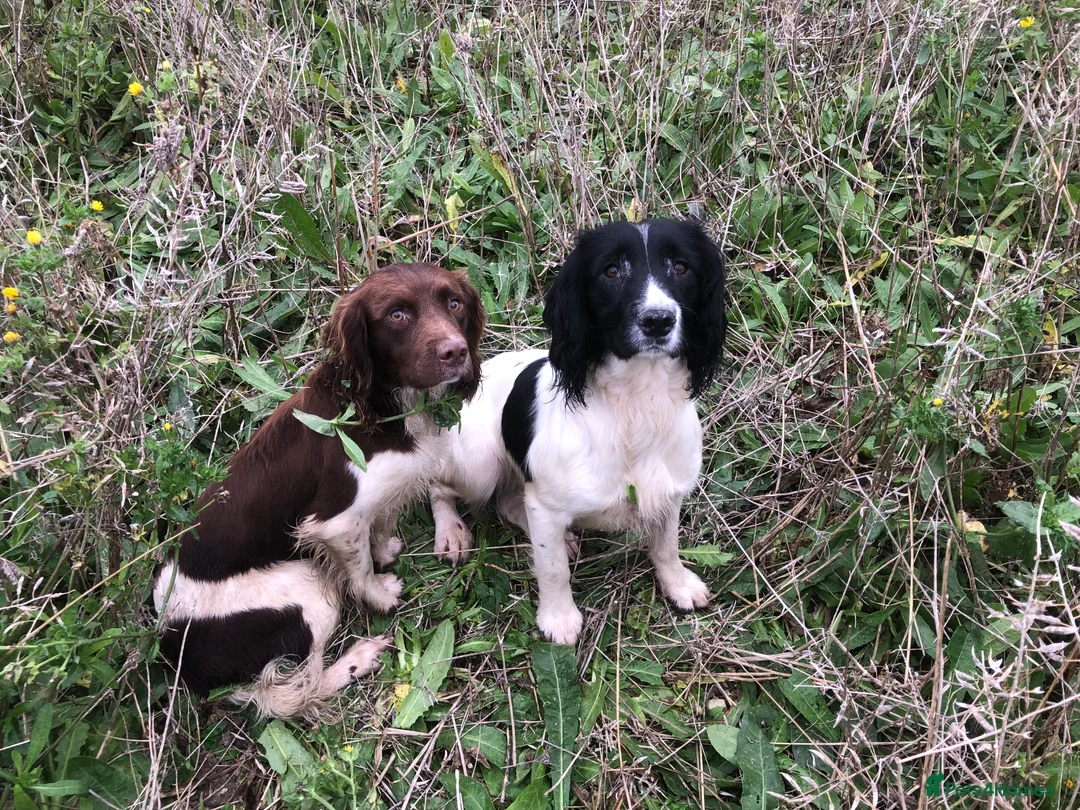 English Springer Spaniel dogs for stud: ACE SPIRIT ONE OF ELISHADE  in Tonbridge - Advert 10