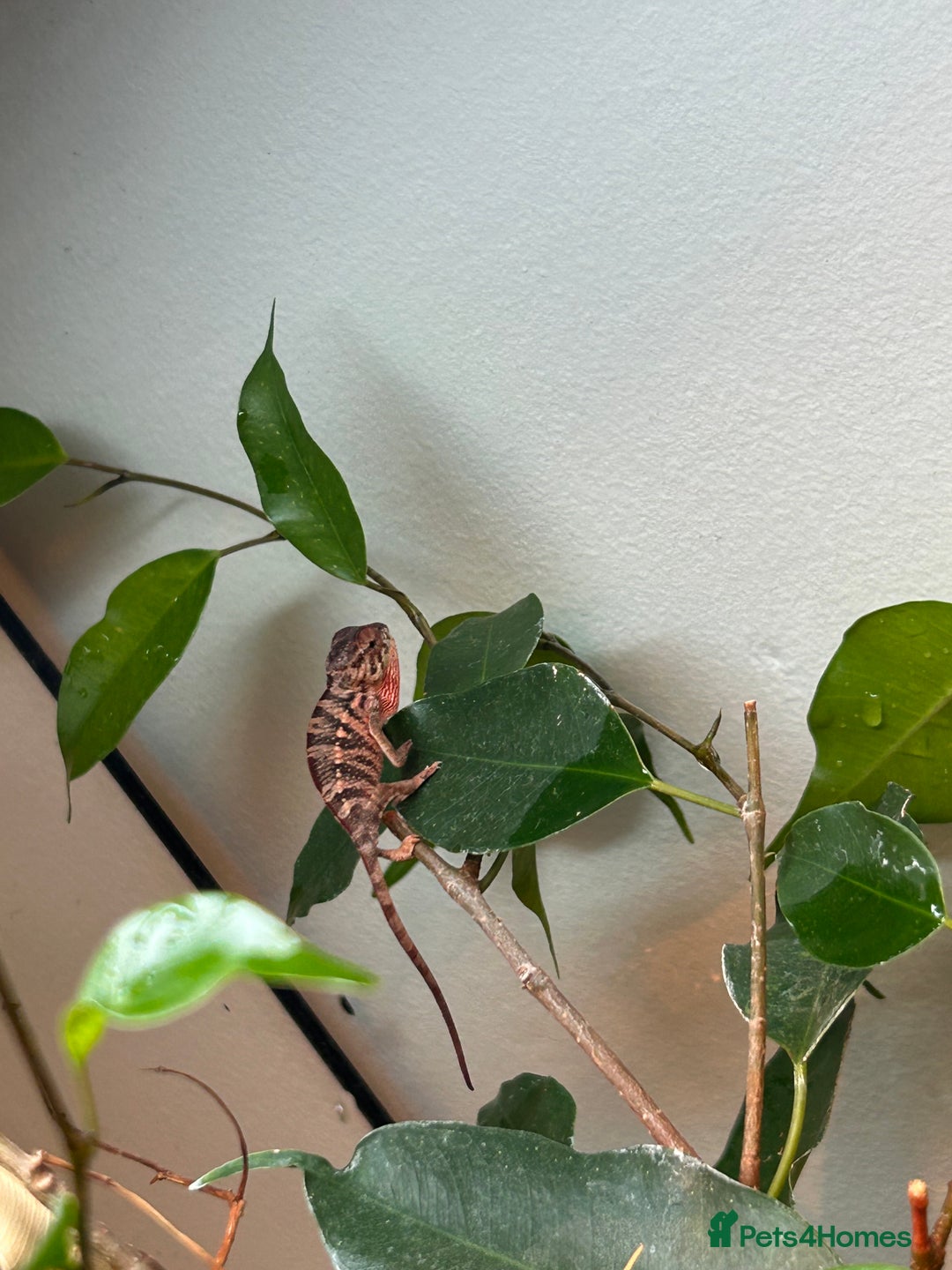 Chameleon reptiles for sale: Red belly red bar Panther chameleons  - Advert 3