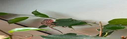 Chameleon reptiles for sale: Red belly red bar Panther chameleons  - Advert 3