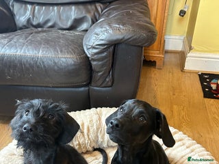 Mixed Breed dogs - Advert 24