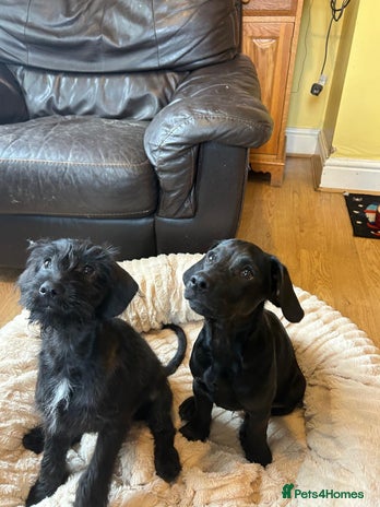 Mixed Breed dogs - Advert 9