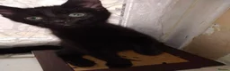 Mixed Breed cats for sale:  male kitten looking for loving forever home  - Advert 3