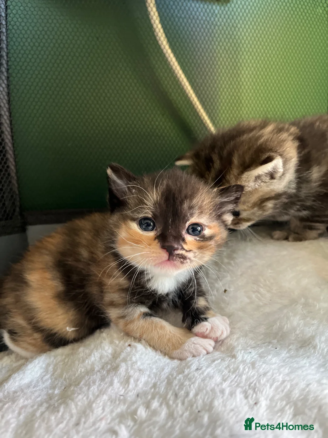 Mixed Breed cats for sale: Gorgeous kittens  - Advert 2