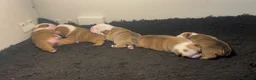 English Bulldog dogs for sale: 🏴󠁧󠁢󠁥󠁮󠁧󠁿 Best of British KC English Bulldogs in Ashington - Advert 27