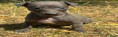Whippet 6