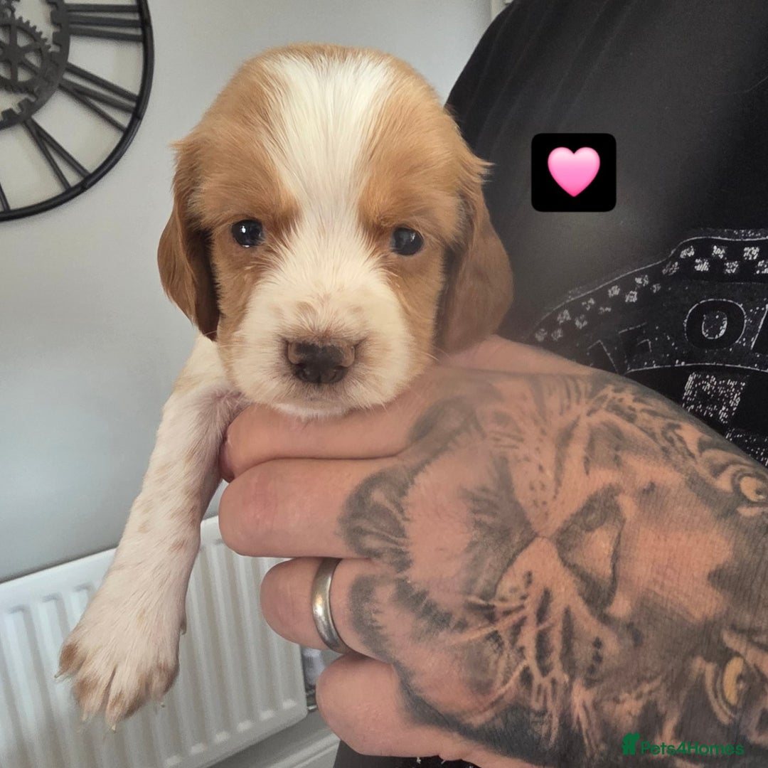 Cocker Spaniel dogs for sale: Cocker Spaniel pups - Image 6