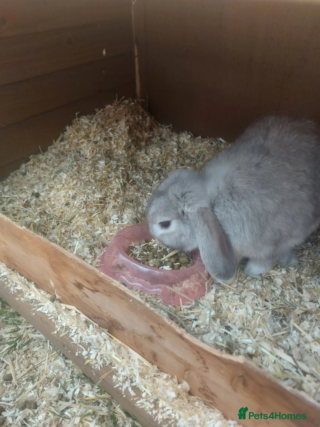 English Lop rabbits for sale: Pure bread lop  - Advert 1
