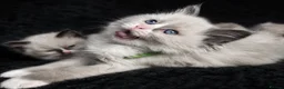 Ragdoll cats for sale: Sweet Ragdoll Kittens Looking for Loving Families  - Advert 11