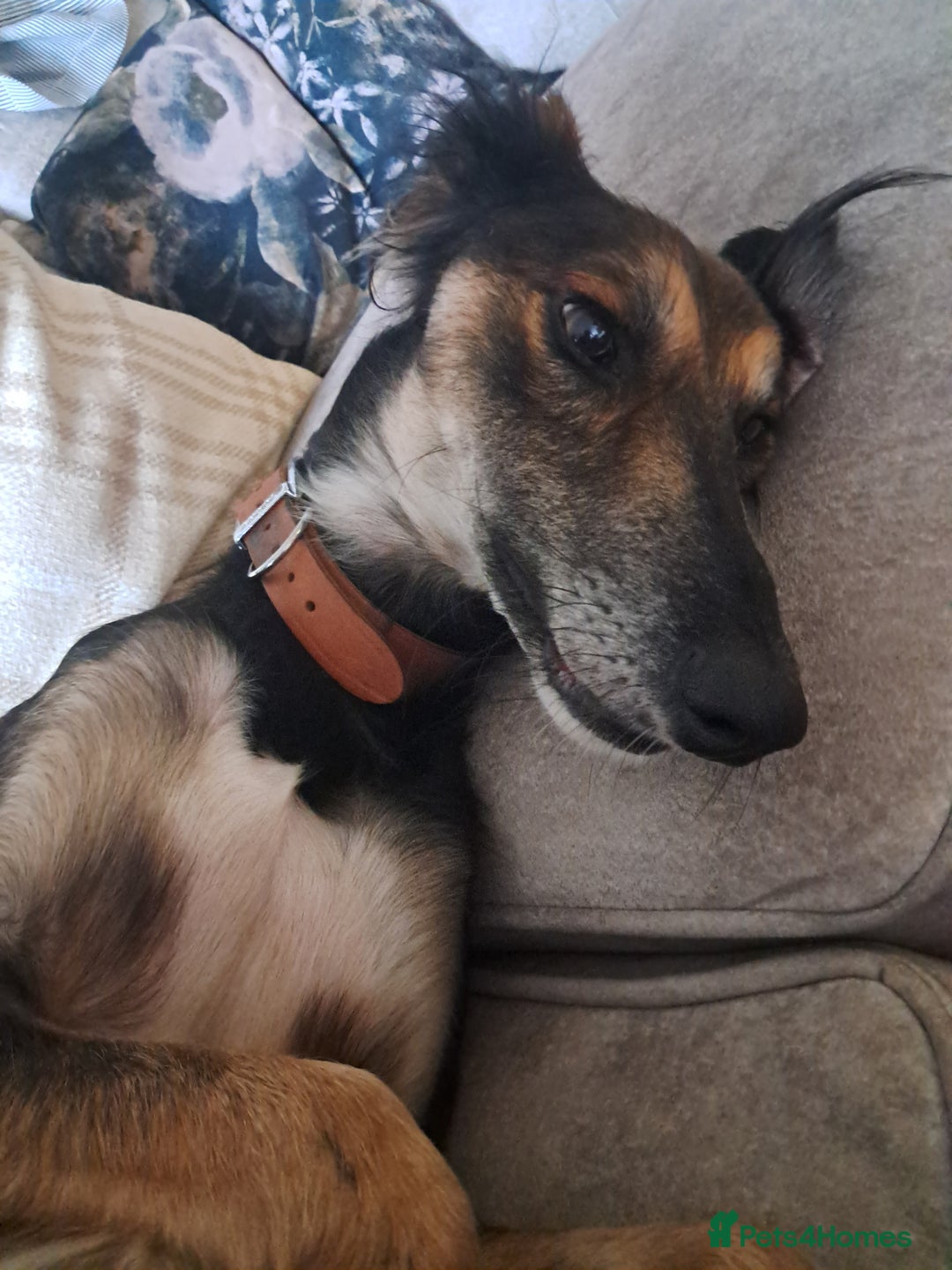 Saluki dogs for sale: Prince  in Leeds - Image 3