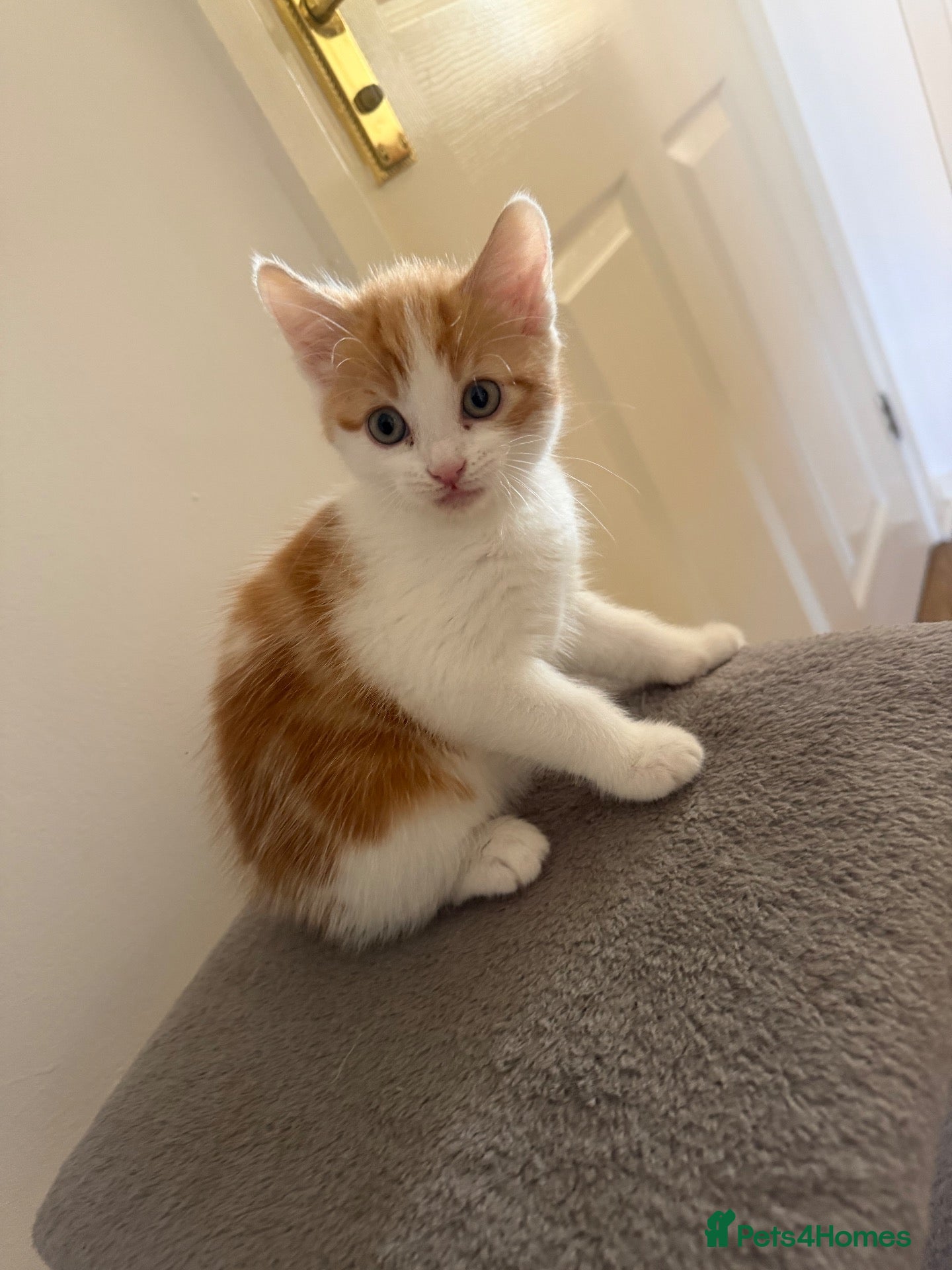 Mixed Breed cats 😻Looking for forever home😻 - Advert 12