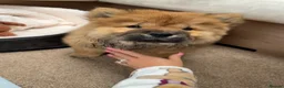 Chow Chow dogs for sale: Blue tung chow chow red girl  in Sutton-in-Ashfield - Advert 3