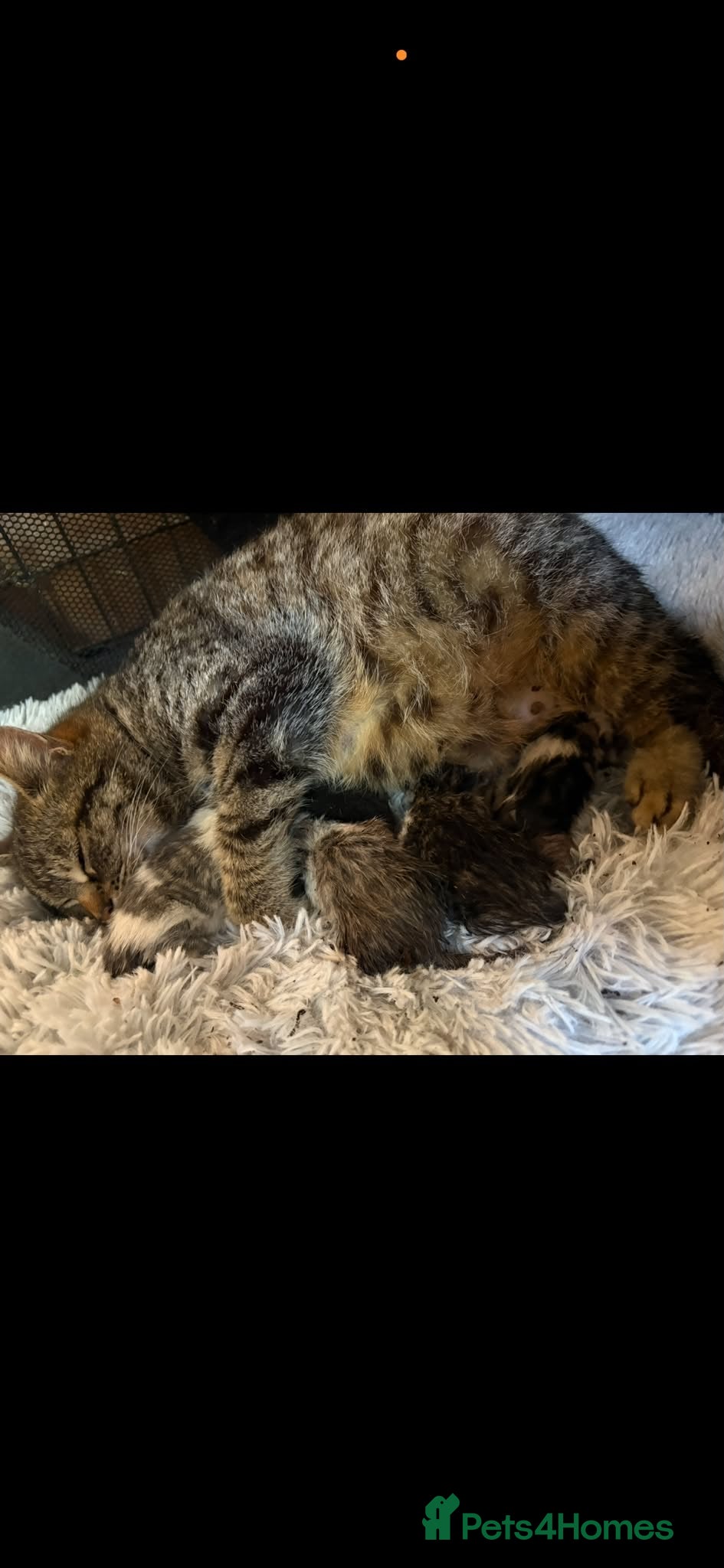 Mixed Breed cats Mixed breed kittens  - Advert 2