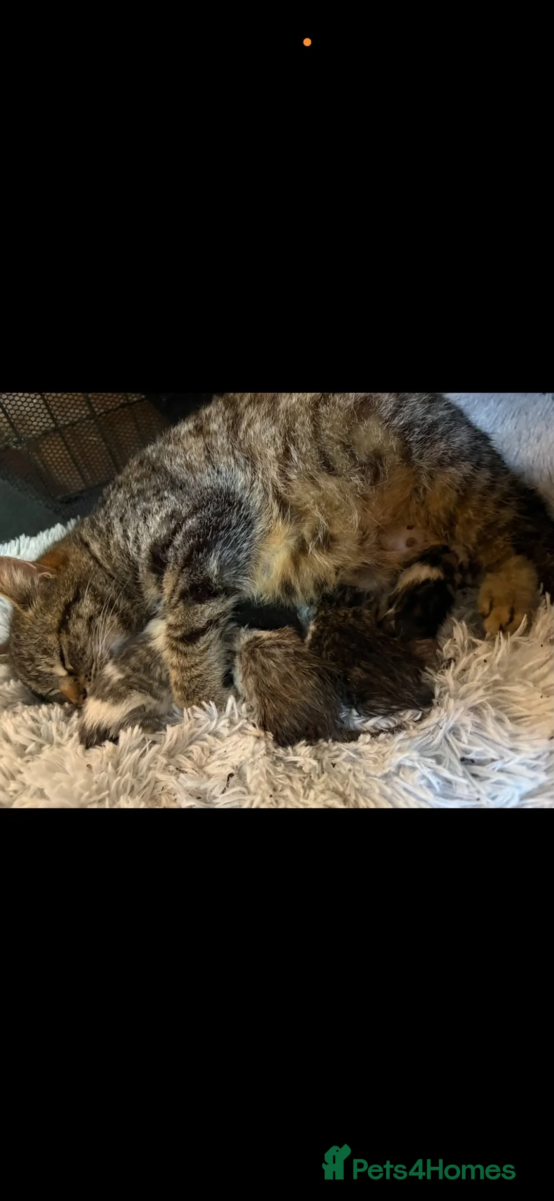 Mixed Breed cats for sale: Mixed breed kittens  - Advert 1