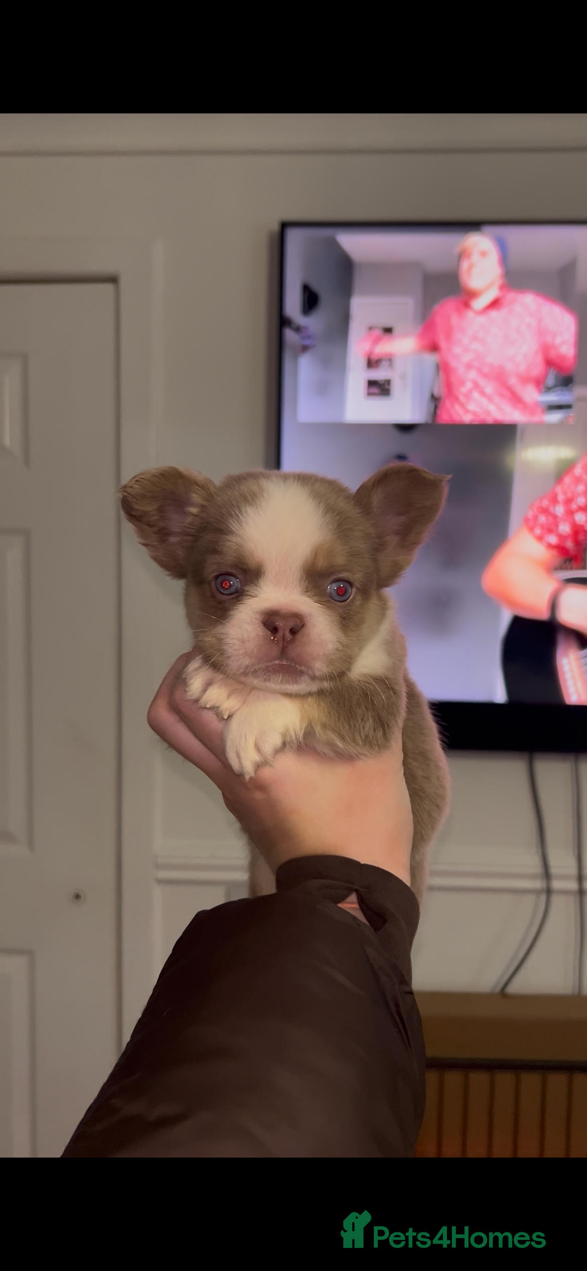 French Bulldog dogs Panda husky fluffy kc French bulldogs puppies - Advert 17