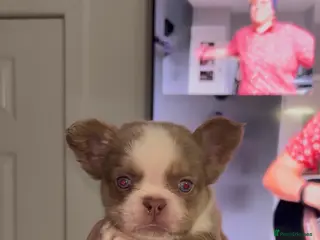 French Bulldog dogs Panda husky fluffy kc French bulldogs puppies - Advert 17